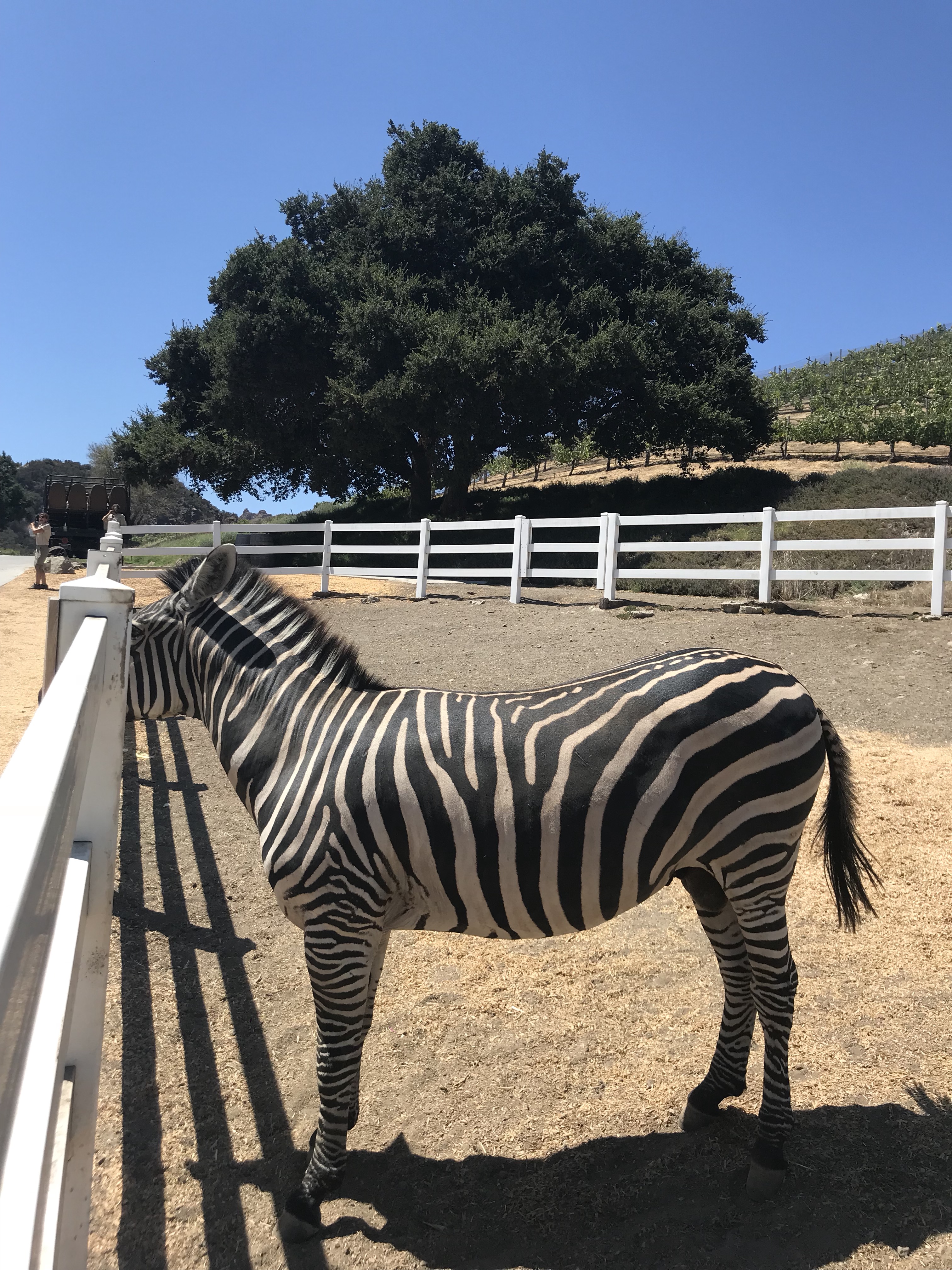 Zebras - Malibu Wine Safari